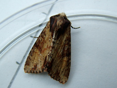 Clouded-bordered Brindle